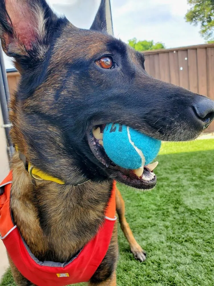 Onyx  Located In thumbnail 5