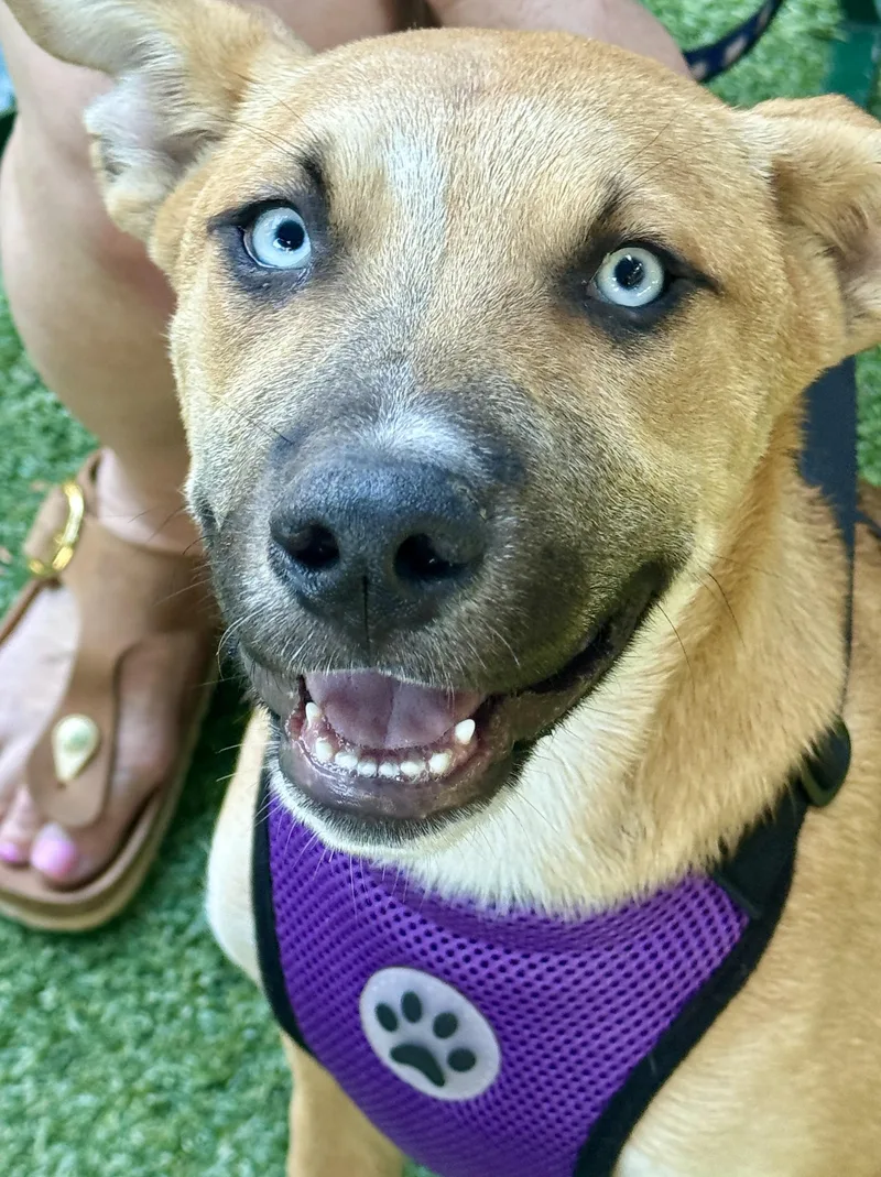 A young medium-sized female Shepherd dog named Piper for adoption in Concord, CA