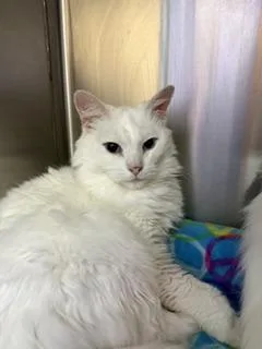 A senior medium-sized male Domestic Long Hair cat named Professor Plum for adoption in Brookings, SD