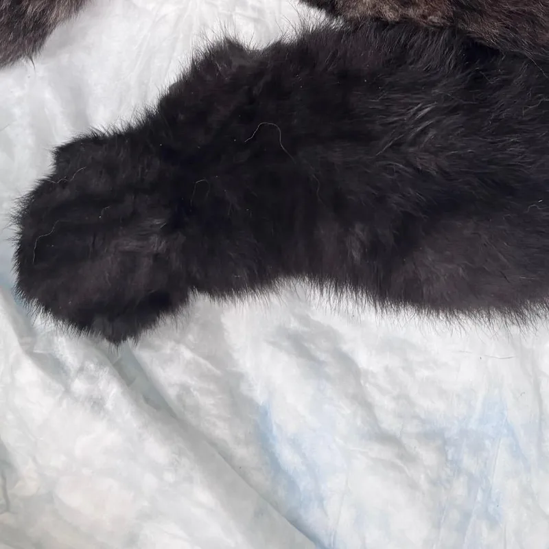 A baby small-sized female Black Domestic Short Hair cat named Lumbe for adoption in Memphis, TN
