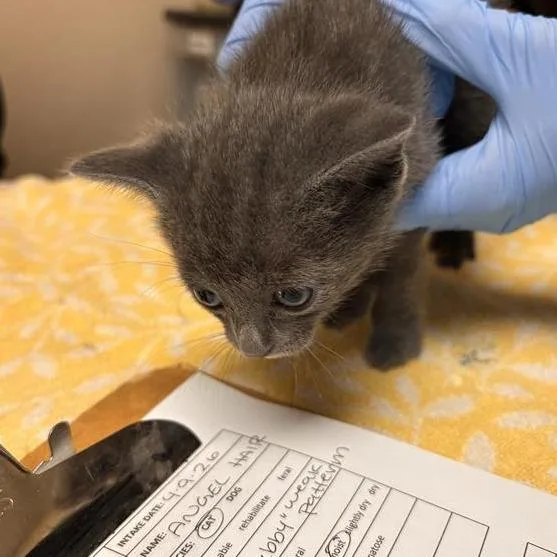 A baby small-sized female Gray / Blue / Silver Domestic Short Hair cat named Angel Hair for adoption in Tempe, AZ