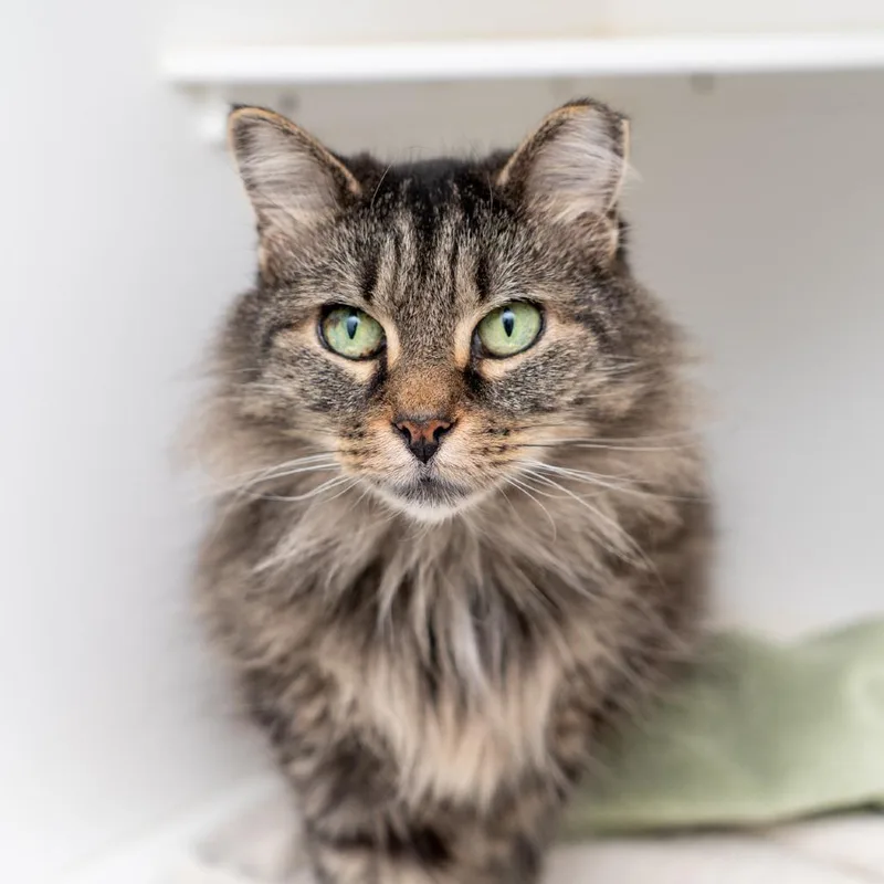 A senior medium-sized female Brown / Chocolate Domestic Short Hair cat named Sophia for adoption in New York, NY