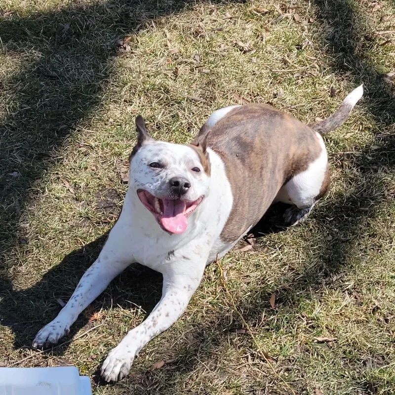 An adult medium-sized male Australian Cattle Dog / Blue Heeler dog named Owen Wilson for adoption in East Peoria, IL