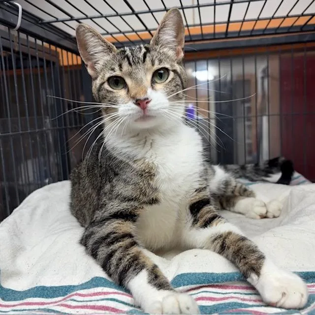 A young medium-sized male Tabby (Brown / Chocolate) Tabby cat named Shady for adoption in Porter, TX