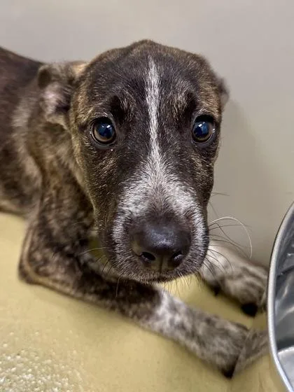 A baby large-sized female Black Mixed Breed dog named Smores for adoption in Wichita, KS