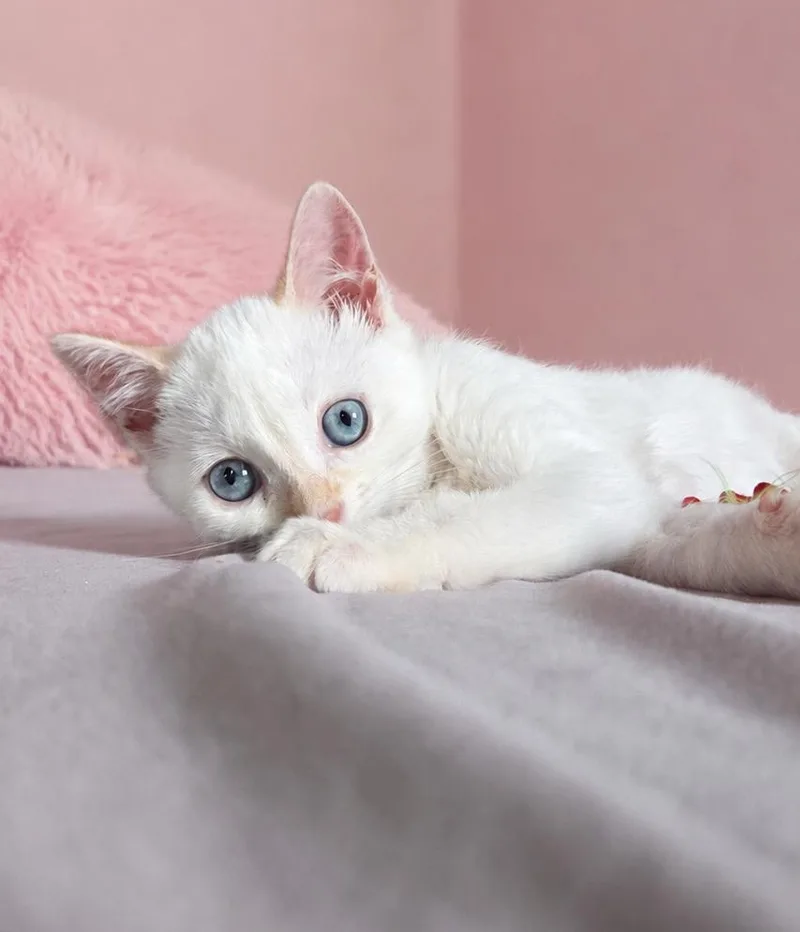 Blueberry thumbnail 4