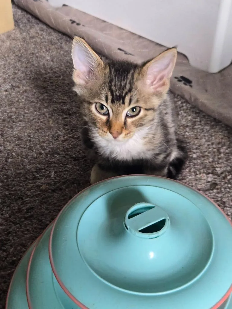 Nibbles