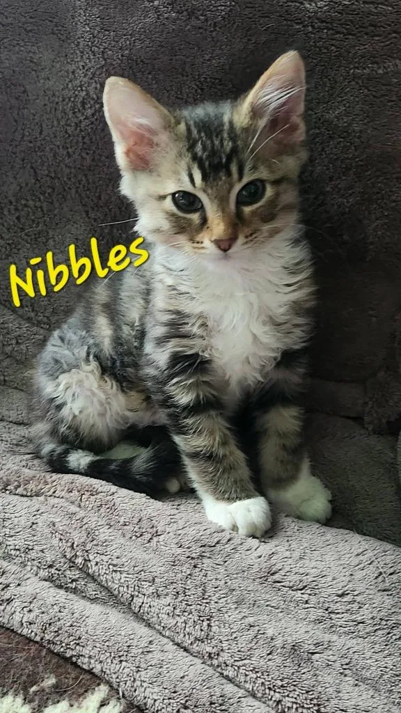 Nibbles thumbnail 3