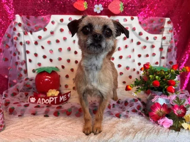 An adult small-sized female Brussels Griffon dog named Millie for adoption in Fairfield, CA