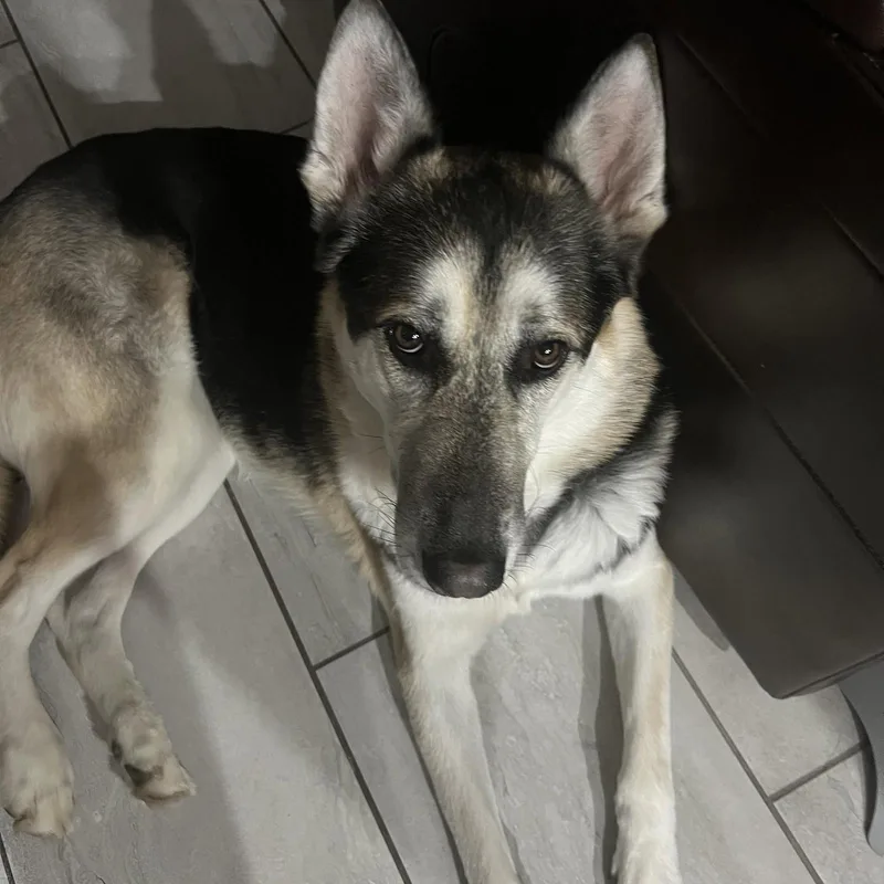 An adult large-sized female German Shepherd Dog dog named Hugo for adoption in Chandler, AZ