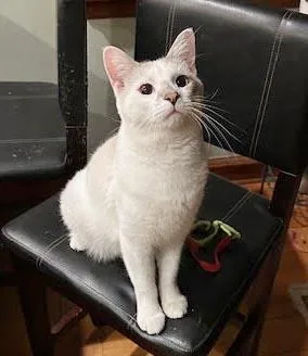 A young small-sized male Blue Point Siamese cat named Atlas is our Siamese for adoption in Bedford Hills, NY