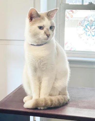 Atlas is our Siamese thumbnail 3