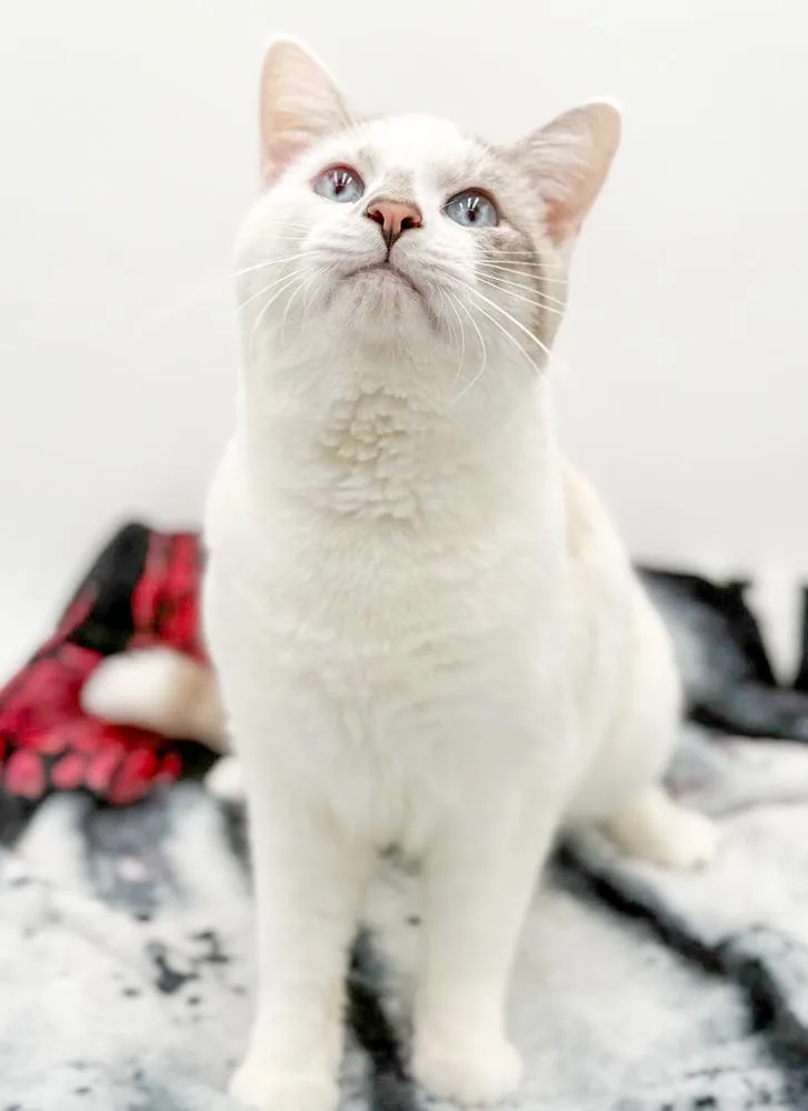 Atlas is our Siamese thumbnail 4