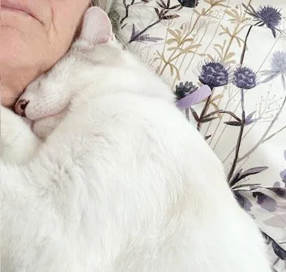 Atlas is our Siamese thumbnail 5