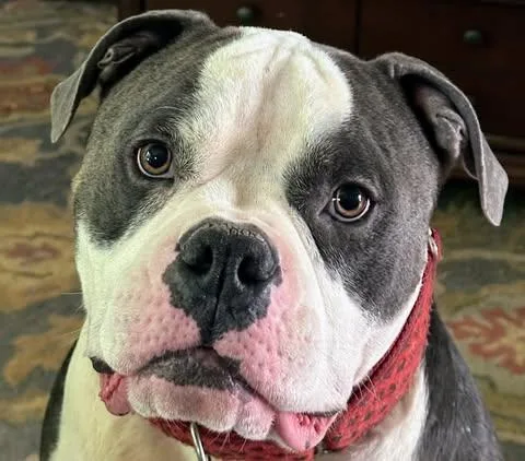 Buster Brown