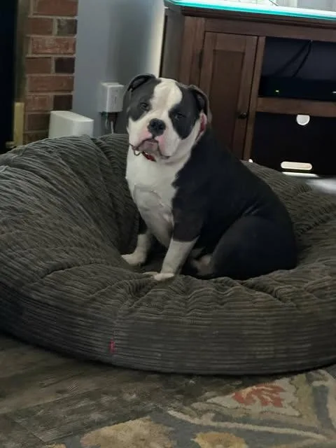 Buster Brown thumbnail 3
