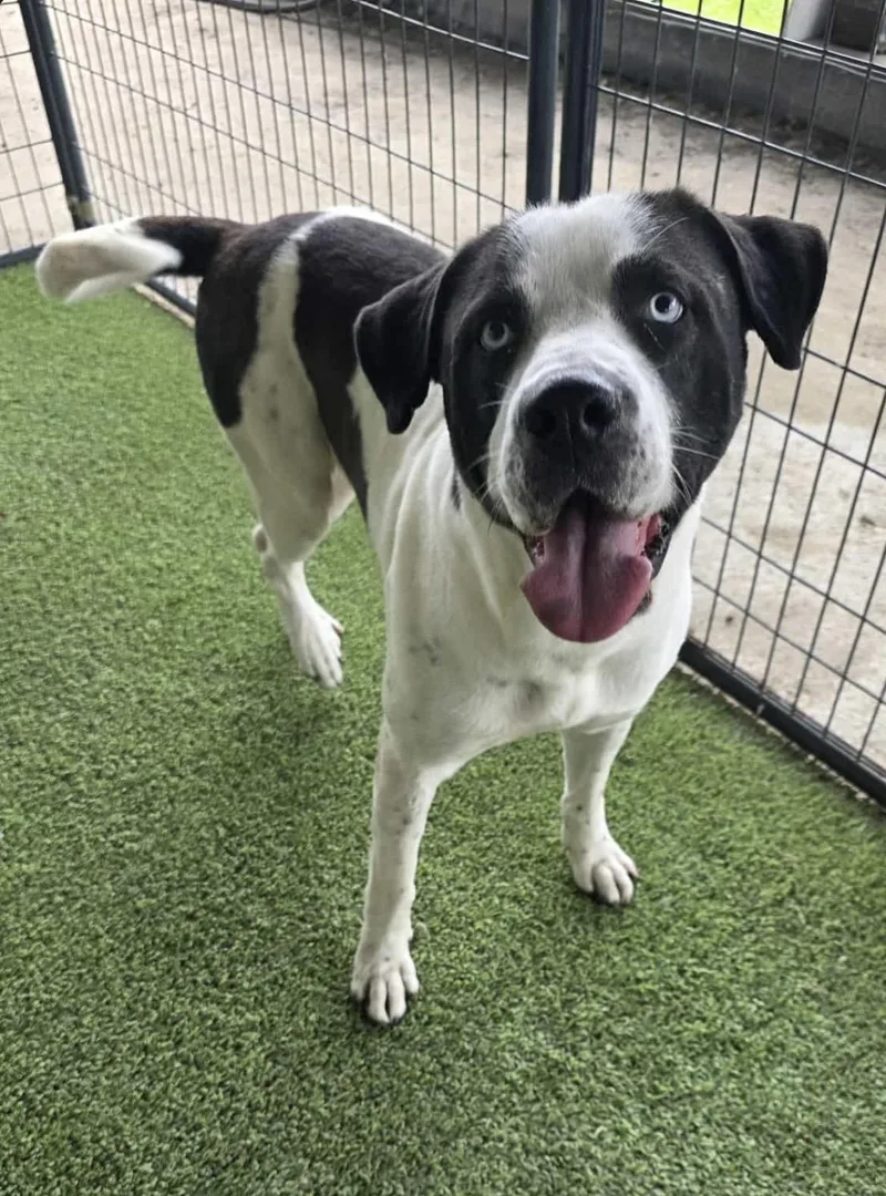 An adult large-sized male White / Cream English Pointer dog named Tuxedo for adoption in Houston, TX