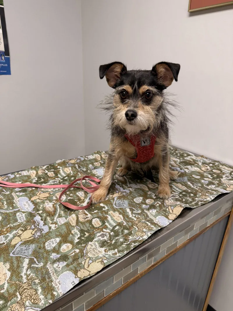 An adult small-sized female Terrier dog named Bella Lee for adoption in Nashville, TN