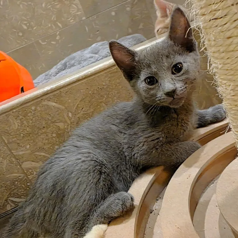 A baby small-sized female Gray / Blue / Silver Domestic Short Hair cat named Polly Purcell for adoption in Morrison, CO