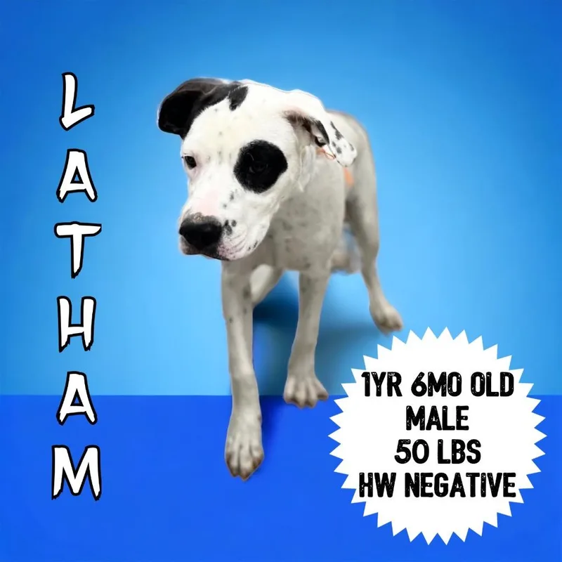 An adult medium-sized male Pointer dog named Latham for adoption in Sorrento, LA