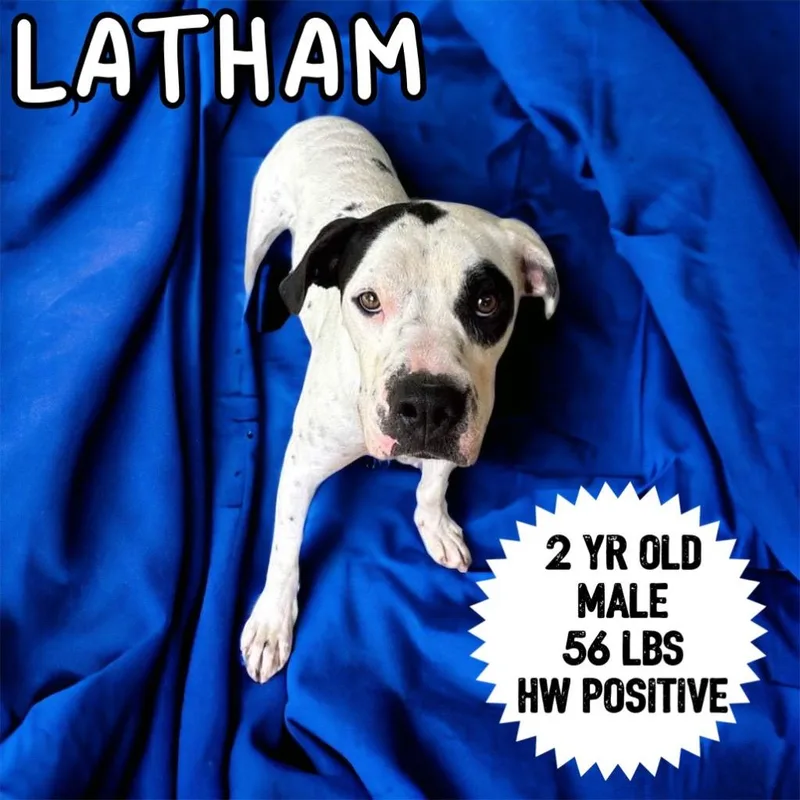 Latham thumbnail 2
