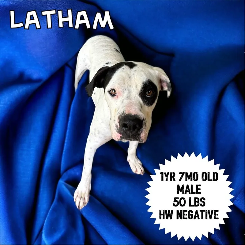 Latham thumbnail 3
