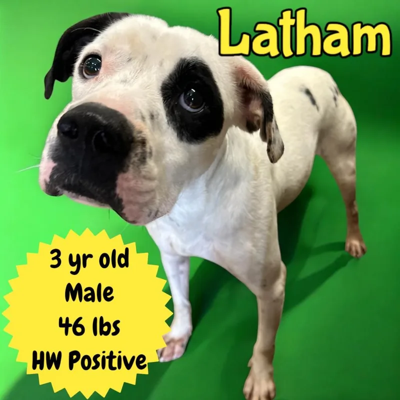 Latham thumbnail 5