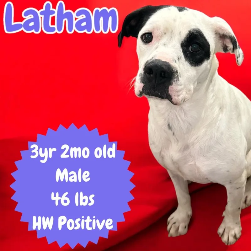 Latham thumbnail 6