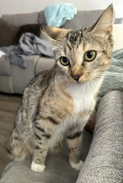 A young medium-sized female Tabby (Buff / Tan / Fawn) Tabby cat named Paramour for adoption in North Billerica, MA