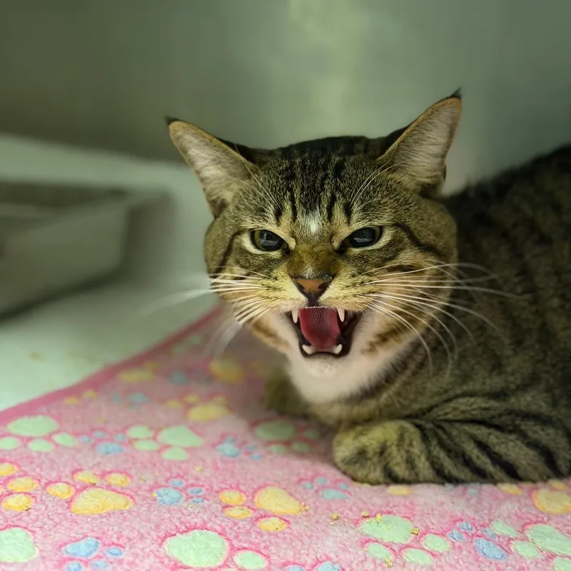 An adult medium-sized male Domestic Short Hair cat named Rex for adoption in Fort Smith, AR