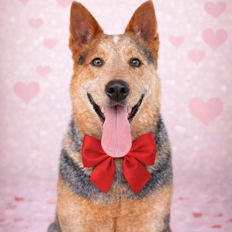 An adult medium-sized male Red / Chestnut / Orange Australian Cattle Dog / Blue Heeler dog named Obiwan for adoption in Justin, TX