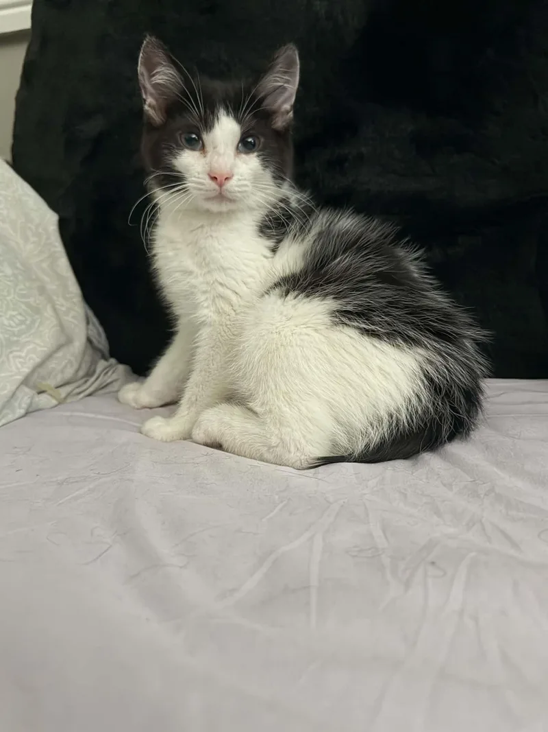 A baby medium-sized male Black & White / Tuxedo Domestic Short Hair cat named Nubbins for adoption in Wading River, NY