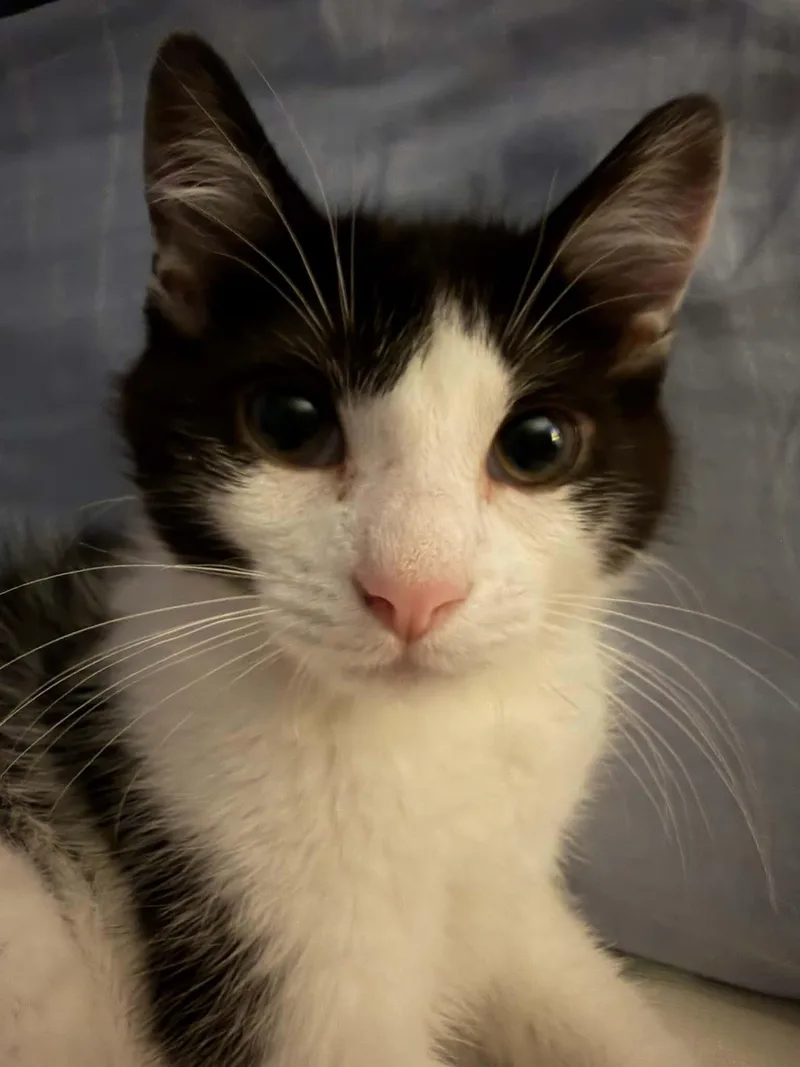 Nubbins thumbnail 5