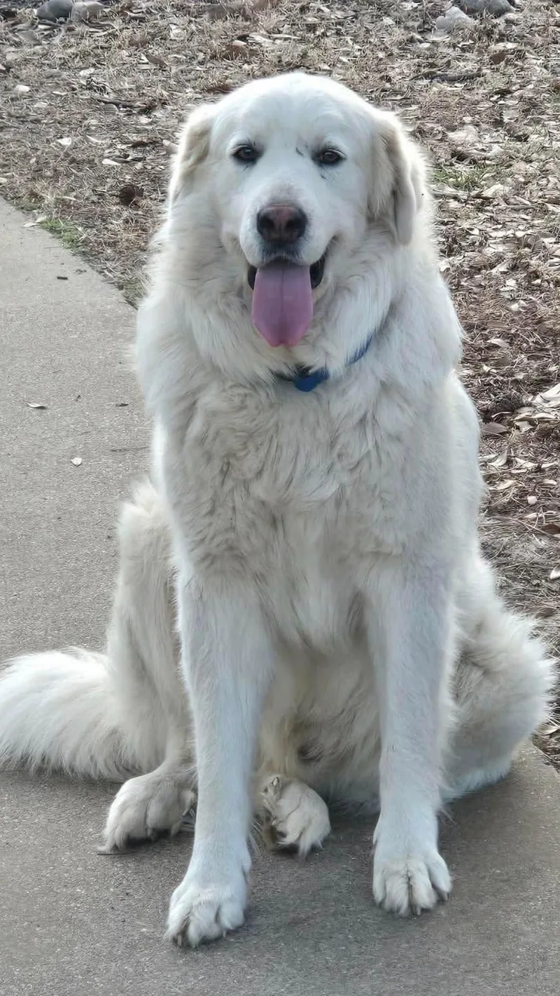 An adult large-sized male Great Pyrenees dog named Bokchoy for adoption in New Baltimore, MI