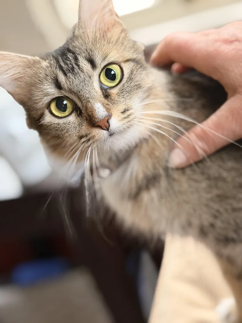 An adult medium-sized female Tabby (Orange / Red) Tabby cat named Clover for adoption in Allen, TX