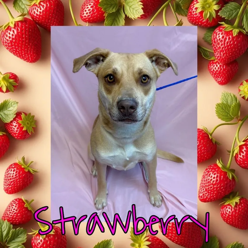 A young medium-sized female Yellow / Tan / Blond / Fawn Labrador Retriever dog named Strawberry for adoption in Royse City, TX