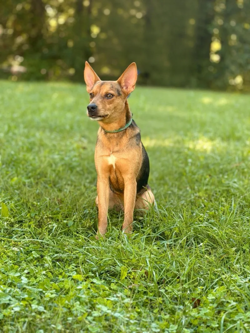 A young medium-sized male Cattle Dog dog named Buster for adoption in Gradyville, KY