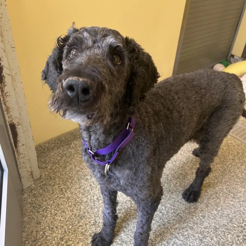 A senior medium-sized female Black Standard Poodle dog named Mouse for adoption in Bedford, NH