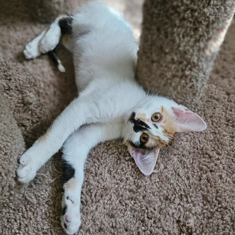 A baby small-sized female Calico Domestic Short Hair cat named Cleopatra for adoption in Bulverde, TX