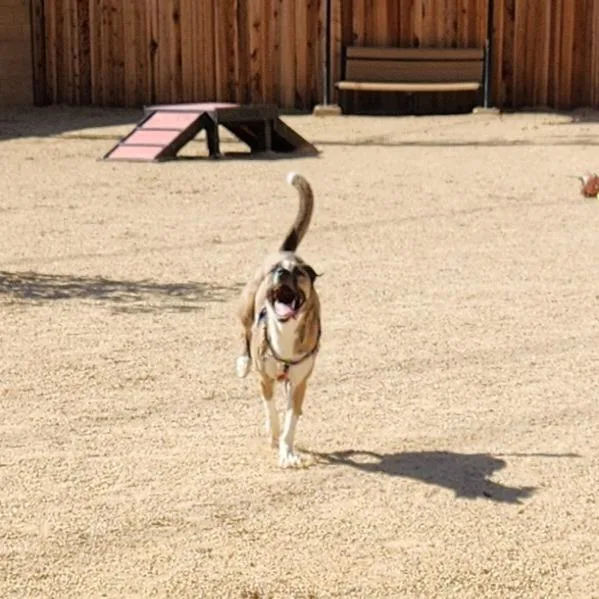 An adult medium-sized female Gray / Blue / Silver Siberian Husky dog named Harmony for adoption in Reno, NV