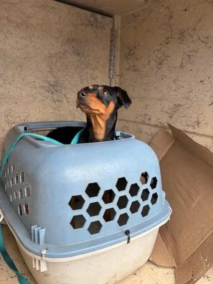 An adult small-sized female Terrier dog named Pua for adoption in Honolulu, HI