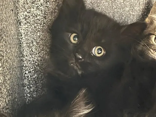 Nyx