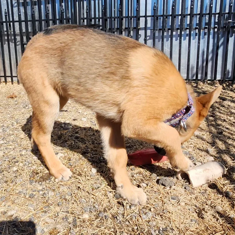 A baby medium-sized male Red / Chestnut / Orange Siberian Husky dog named Red Puppy for adoption in Weatherford, TX