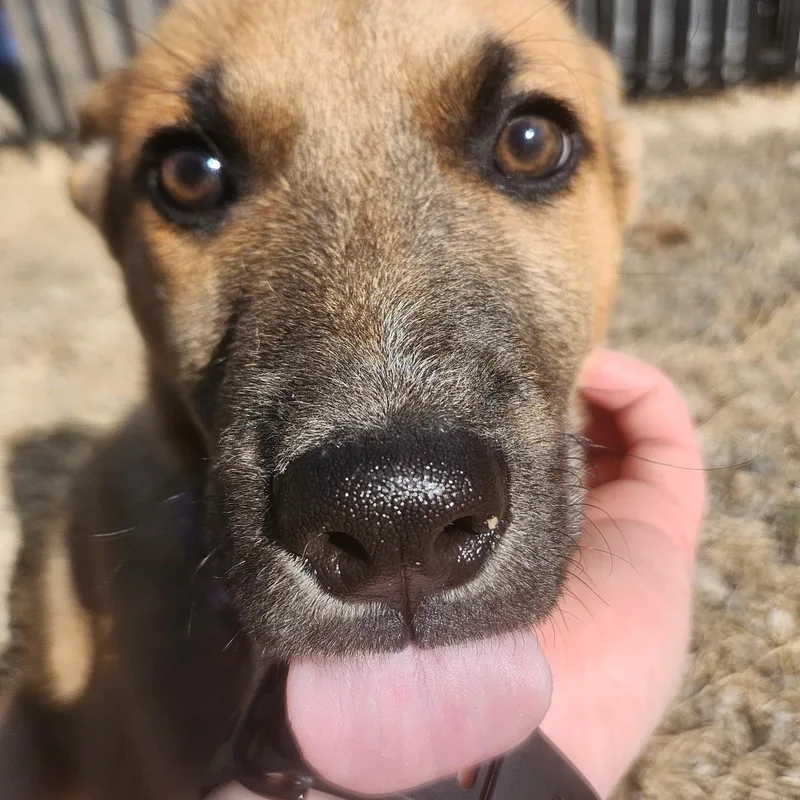 Red Puppy thumbnail 3