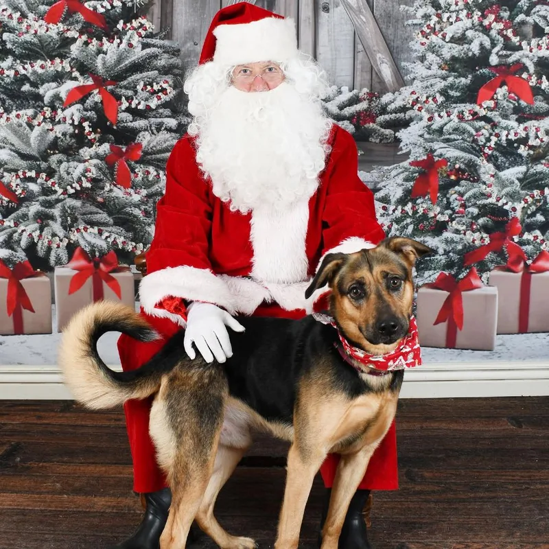 Papa Bear thumbnail 2