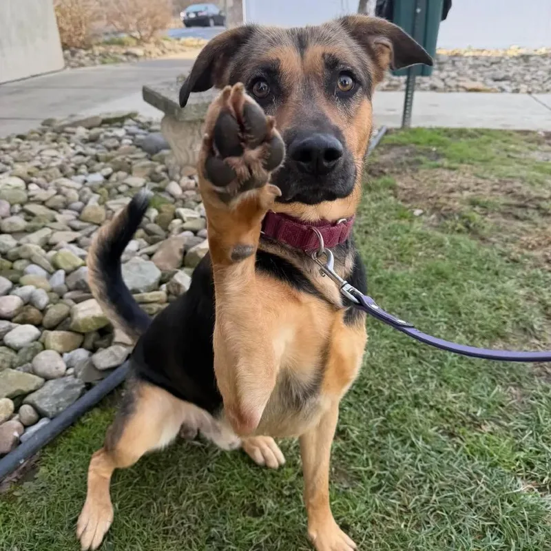 Papa Bear thumbnail 4