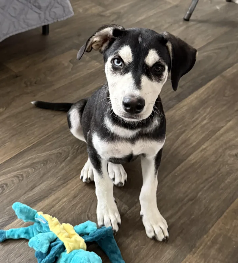 A baby large-sized male Husky dog named Storm for adoption in Crystal Lake, IL