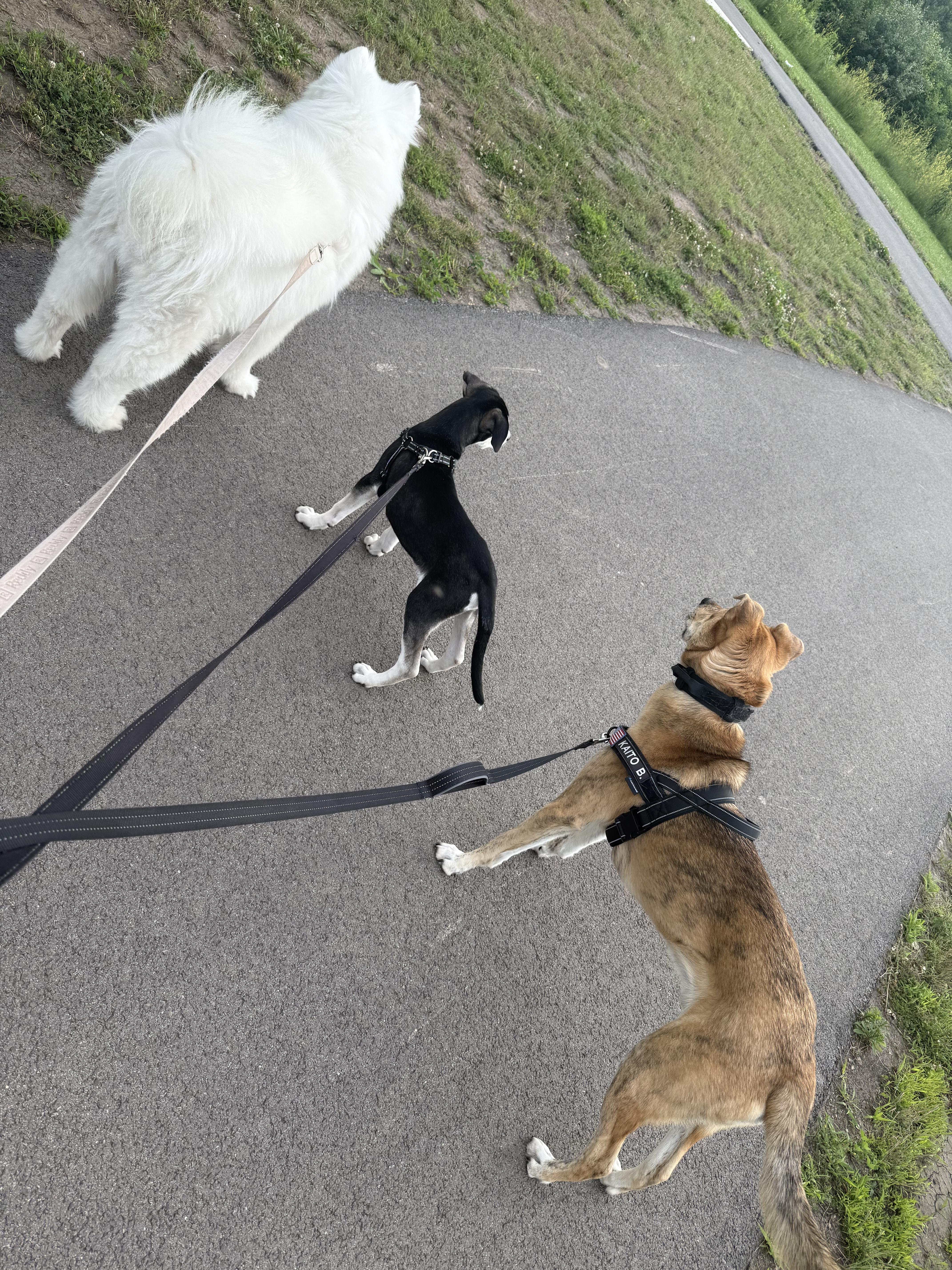 Storm thumbnail 5