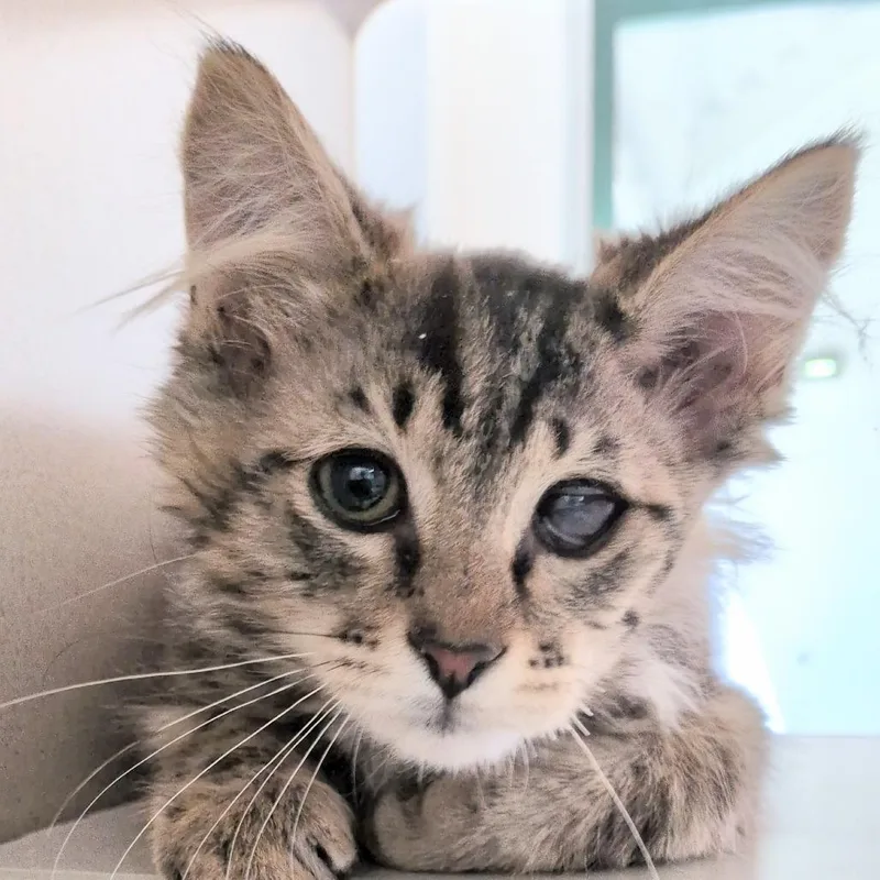 Oscar