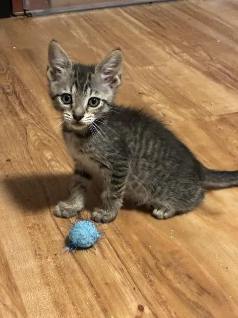 A baby small-sized male Domestic Short Hair cat named Preston for adoption in Louisville, KY